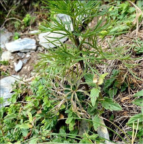 Aconitum_anthora3_ME