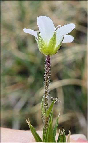 Arenaria_grandiflora2_ME