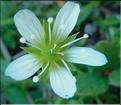 Arenaria_grandiflora3_ME