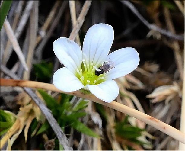 Arenaria_grandiflora4_ME