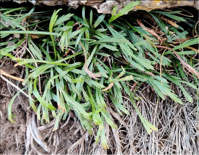 Asplenium_septentrionale_MC