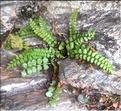Asplenium_viride2_LT