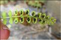 Asplenium_viride3_ME
