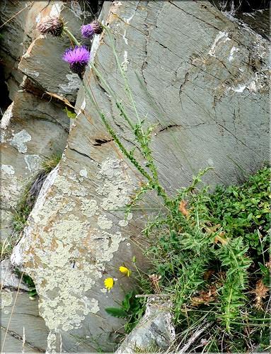 Carduus_defloratus1_ME