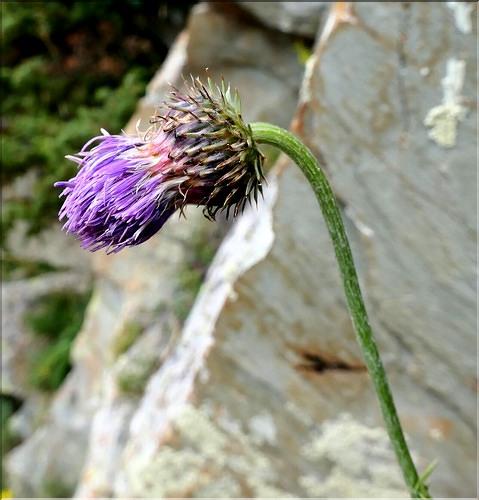 Carduus_defloratus2_ME