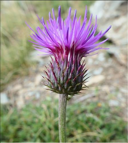 Carduus_defloratus3_ME
