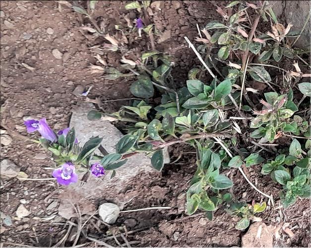 Clinopodium_alpinum_LT