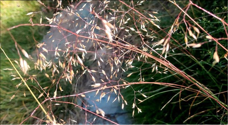Deschampsia_flexuosa_MC