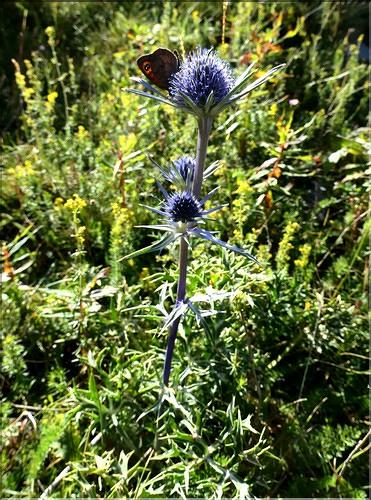 Eryngium_bourgatii1_ME