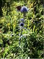 Eryngium_bourgatii1_ME