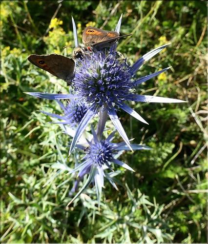 Eryngium_bourgatii2_ME