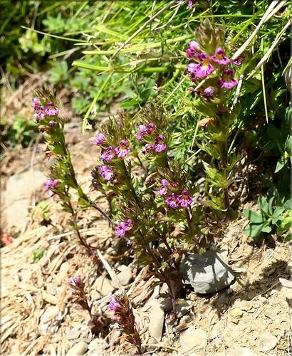 Euphrasia_salisburgensis1_ME