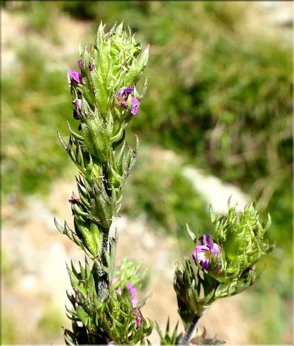 Euphrasia_salisburgensis2_ME