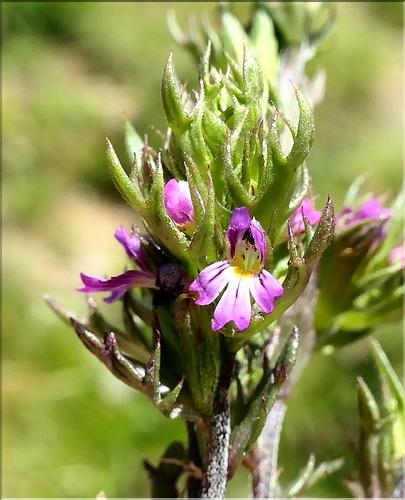 Euphrasia_salisburgensis3_ME