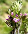 Euphrasia_salisburgensis3_ME