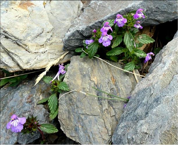 Galeopsis_pyrenaica1_ME