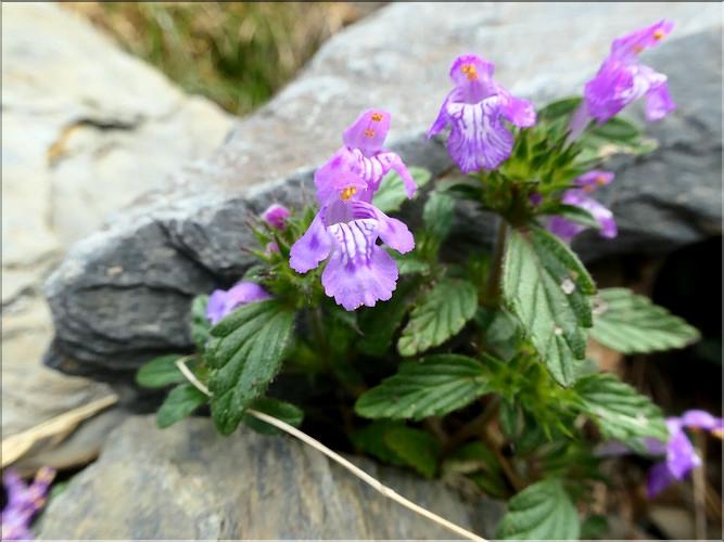 Galeopsis_pyrenaica2_ME