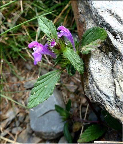 Galeopsis_pyrenaica3_ME