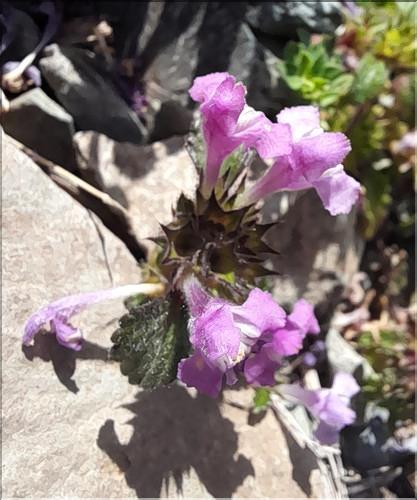 Galeopsis_pyrenaica5_LT