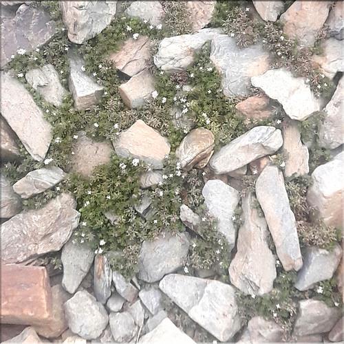 Galium_comatorhizon1_LT