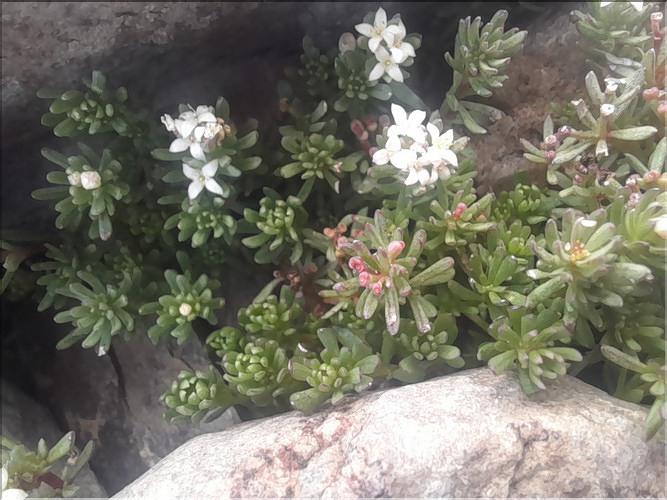 Galium_comatorhizon2_LT