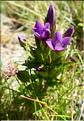 Gentianella_campestris1_ME