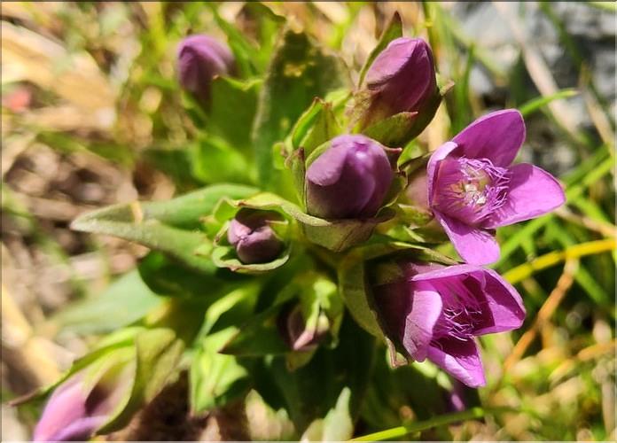 Gentianella_campestris2_MC