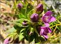 Gentianella_campestris2_MC