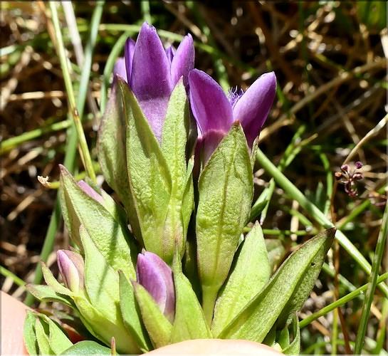 Gentianella_campestris3_ME