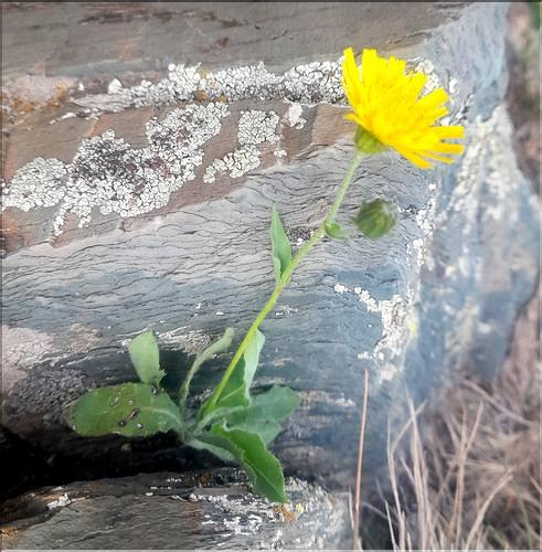 Hieracium_pseudocerinthe1_LT