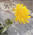Hieracium_pseudocerinthe2_LT