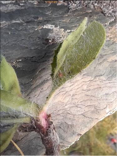 Hieracium_pseudocerinthe3_LT