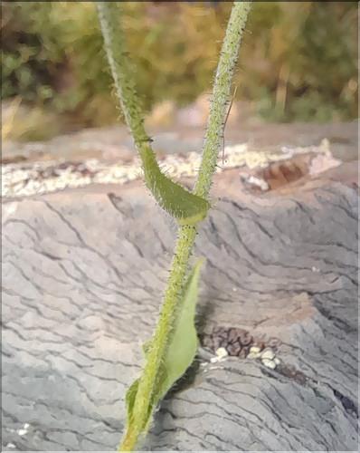 Hieracium_pseudocerinthe4_LT