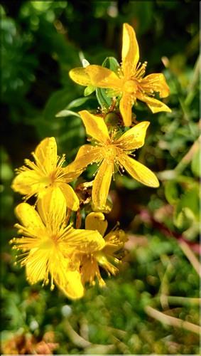Hypericum_maculatum2_MC