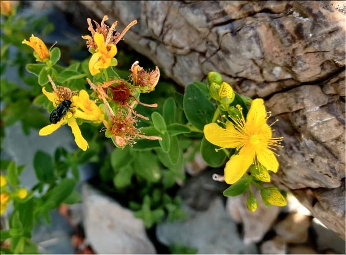 Hypericum_maculatum_MC