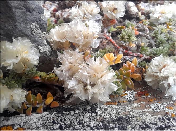 Paronychia_kapela_LT