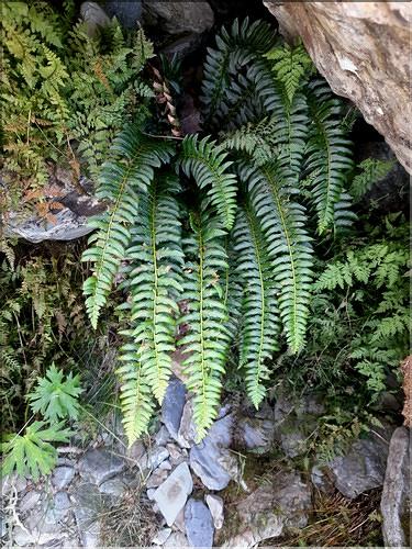 Polystichum_lonchitis_LT