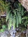 Polystichum_lonchitis_LT