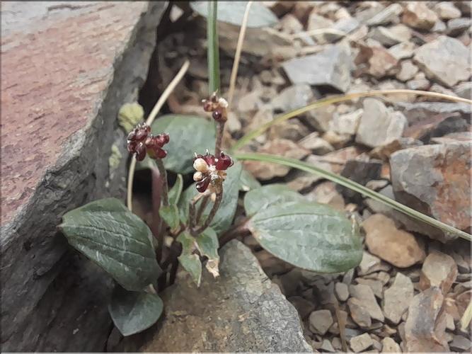 Ranunculus_parnassifolius1_LT