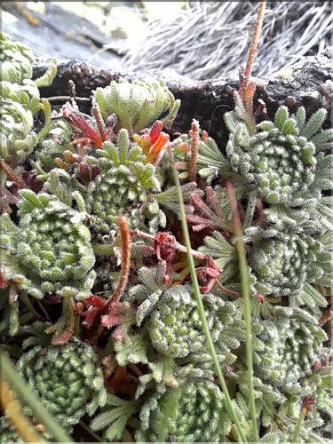 Saxifraga_pubescens1_LT