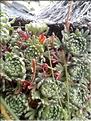 Saxifraga_pubescens1_LT