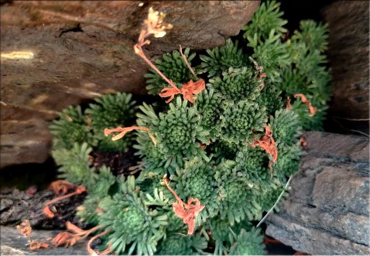 Saxifraga_pubescens2_MC