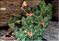 Saxifraga_pubescens2_MC