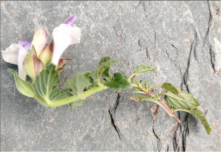 Scutelaria_alpina_MC