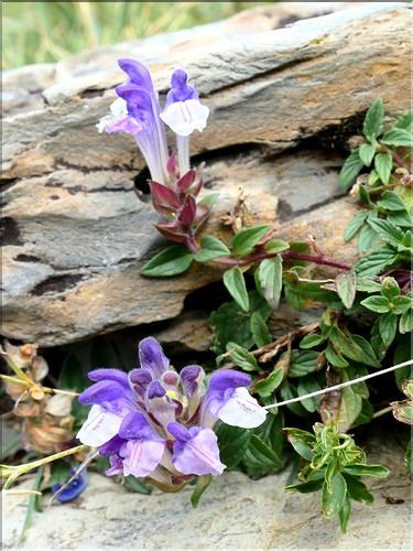Scutellaria_alpina1_ME