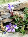 Scutellaria_alpina1_ME