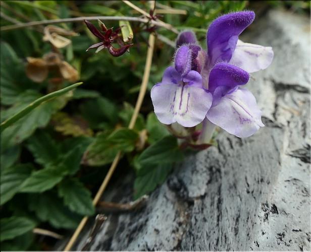 Scutellaria_alpina2_ME