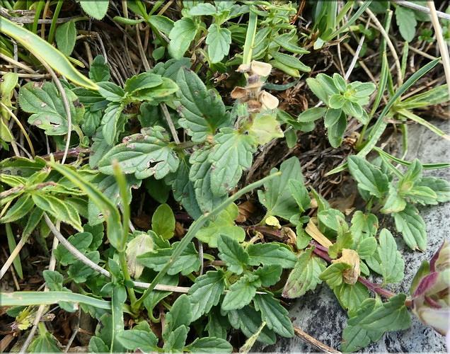 Scutellaria_alpina3_ME