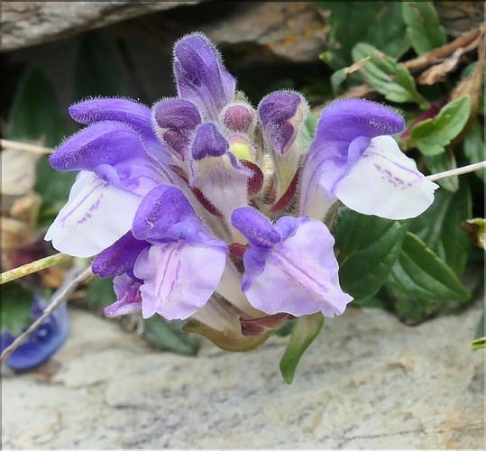 Scutellaria_alpina4_ME