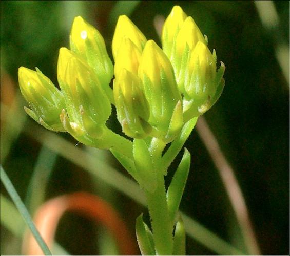 Sedum_montanum1_ME
